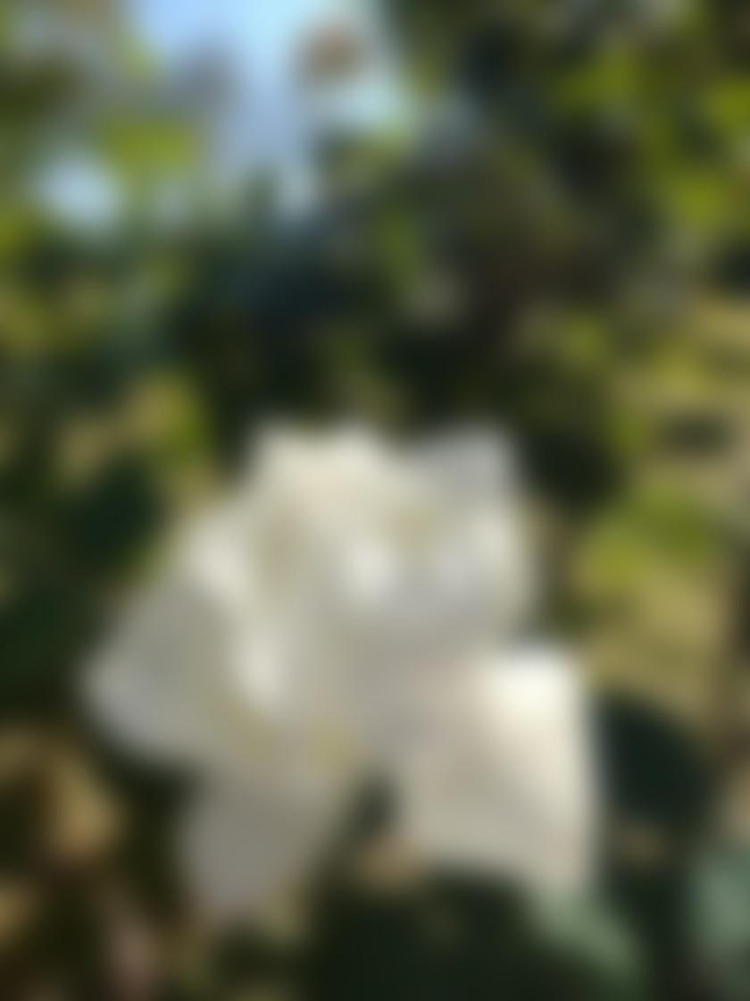 タイトル