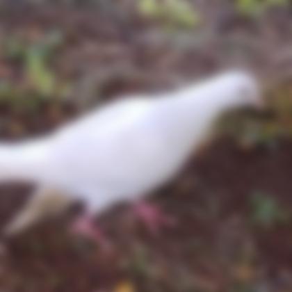 あさひさん